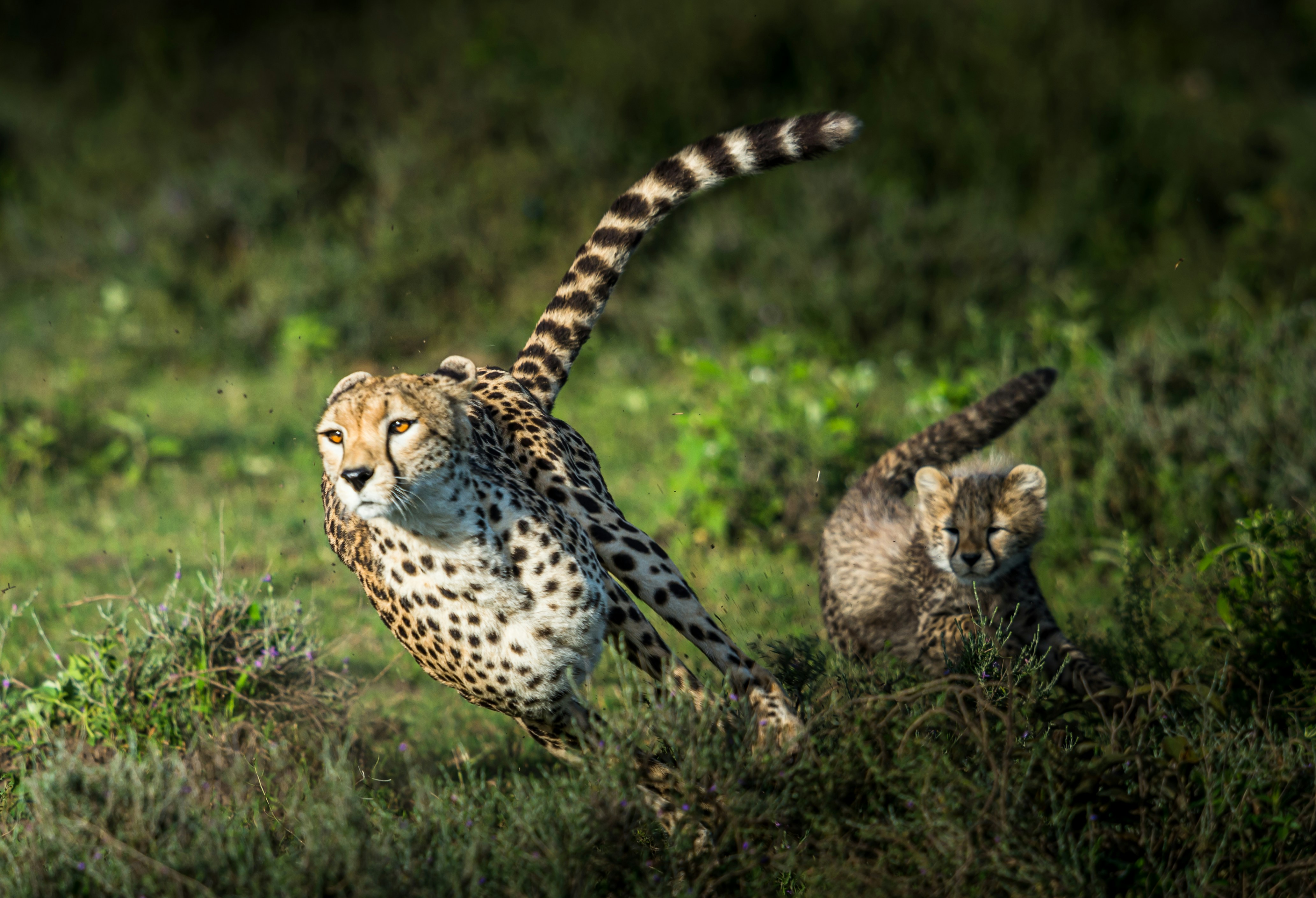 Cheetah in the wild