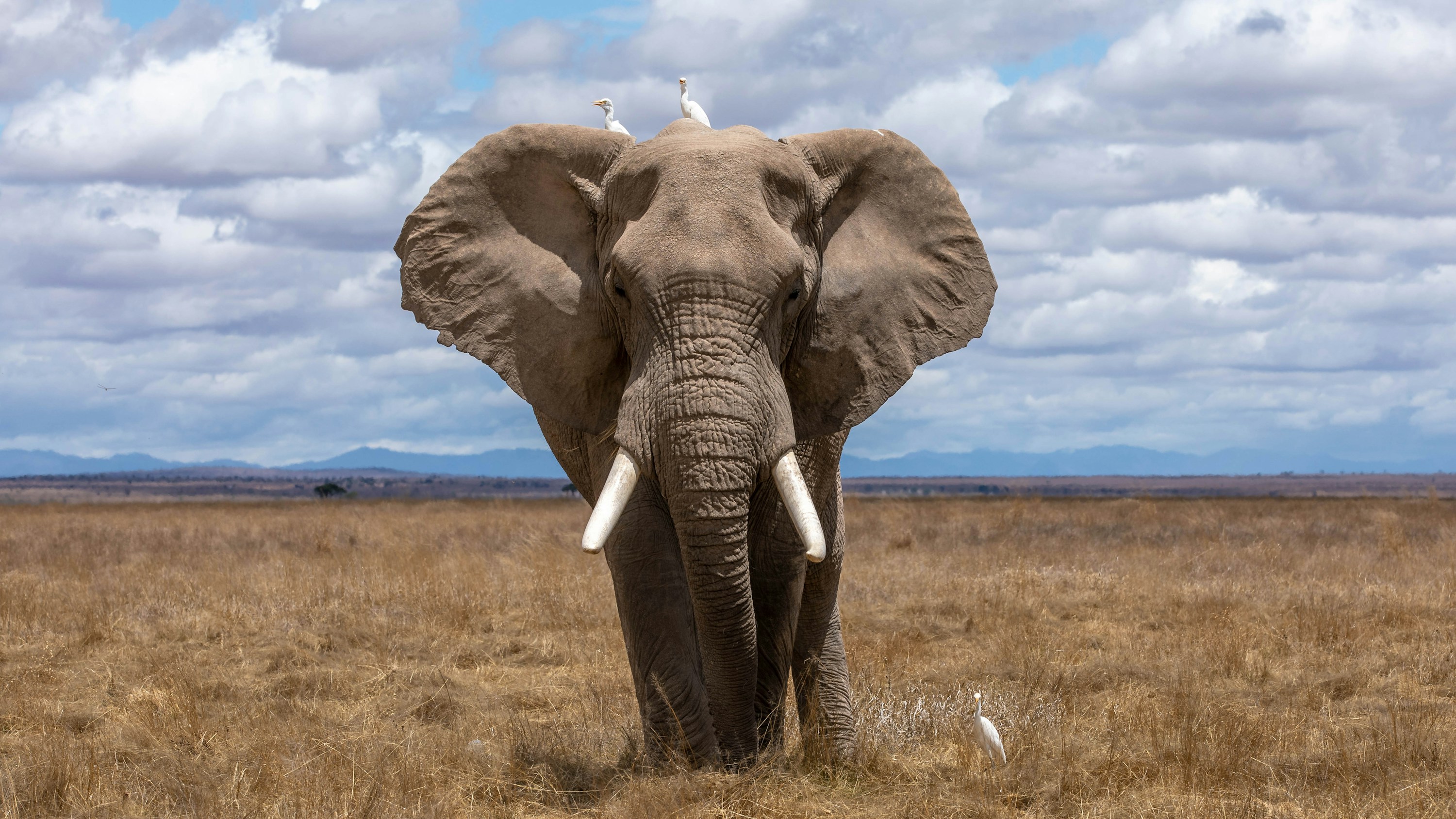 Elephant herd walking across savanna