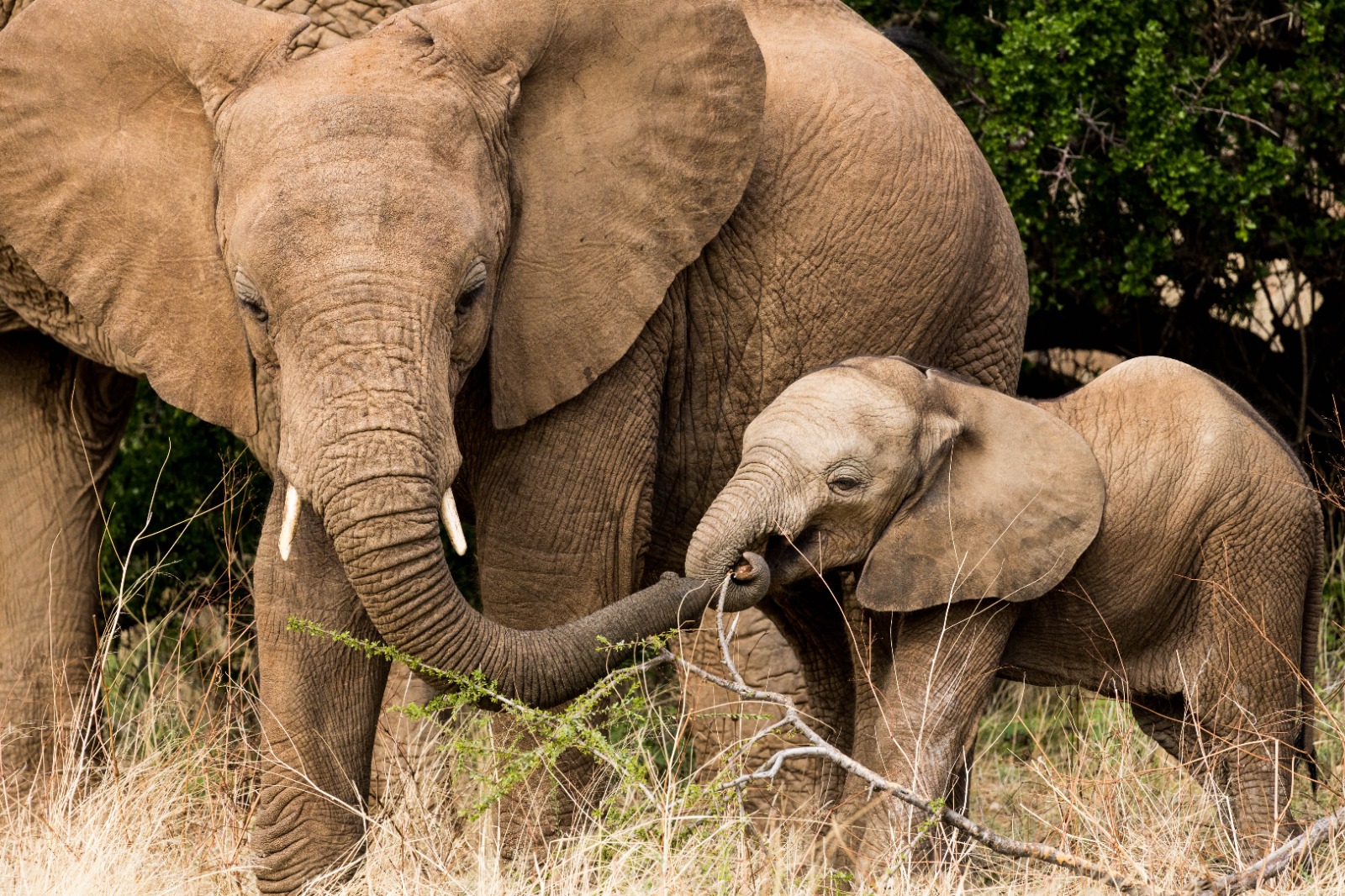 Elephants in the wild