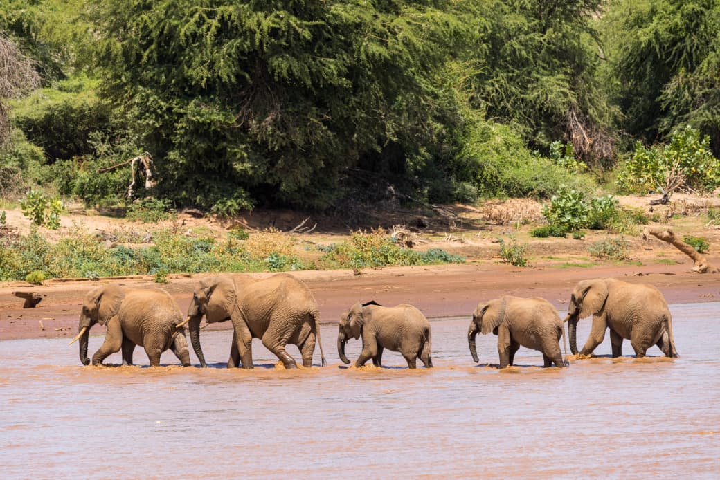 Elephants pack