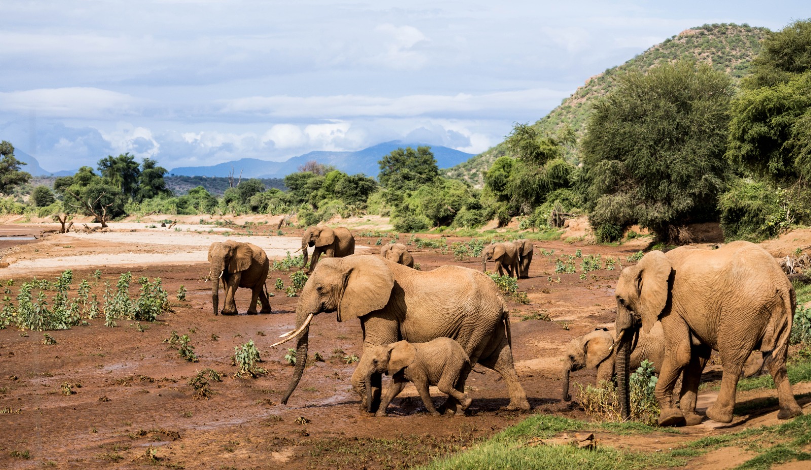 Elephants in savanna
