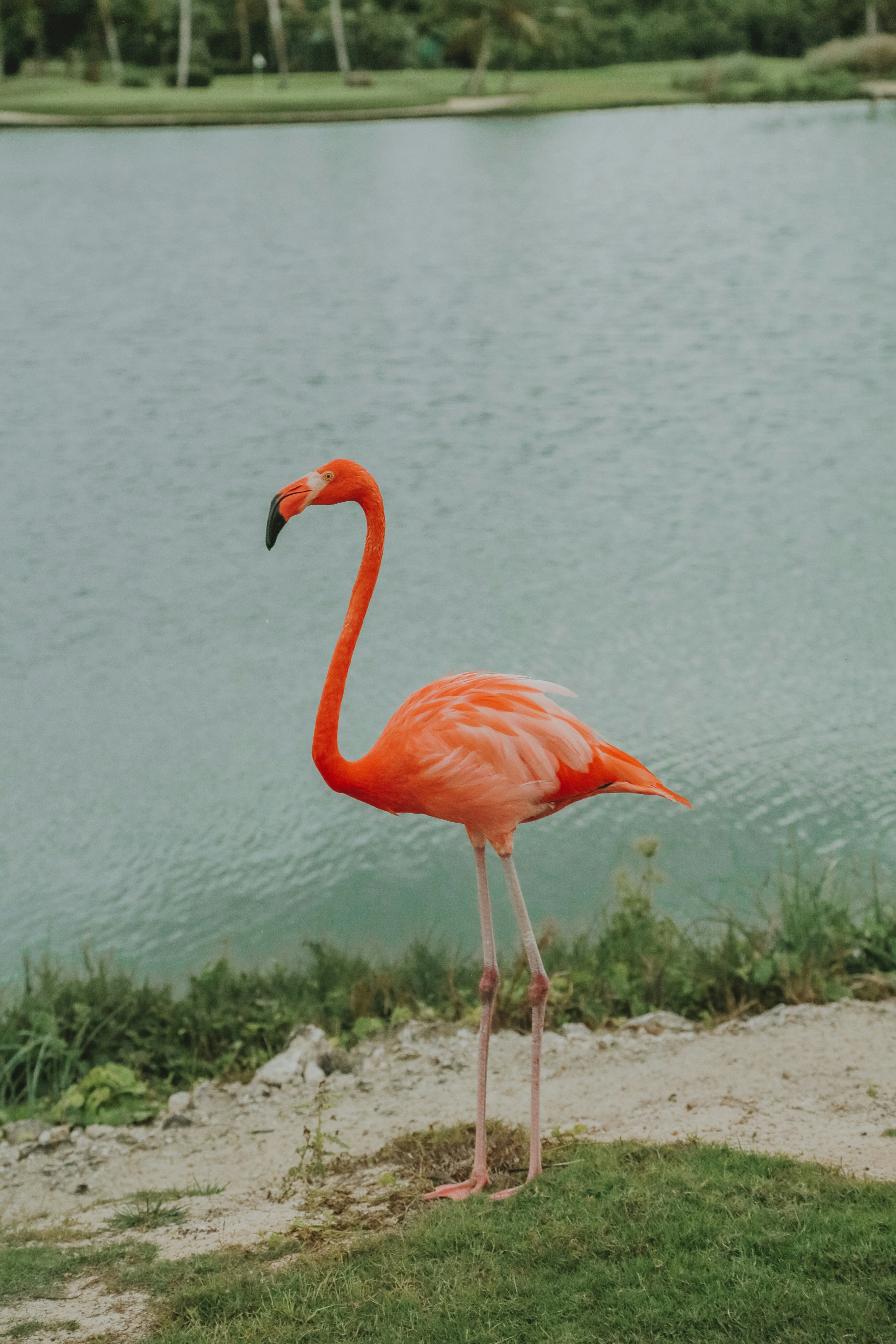 Flamingos in the wild