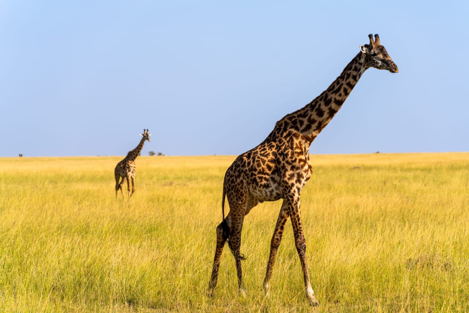 Giraffe in the wild