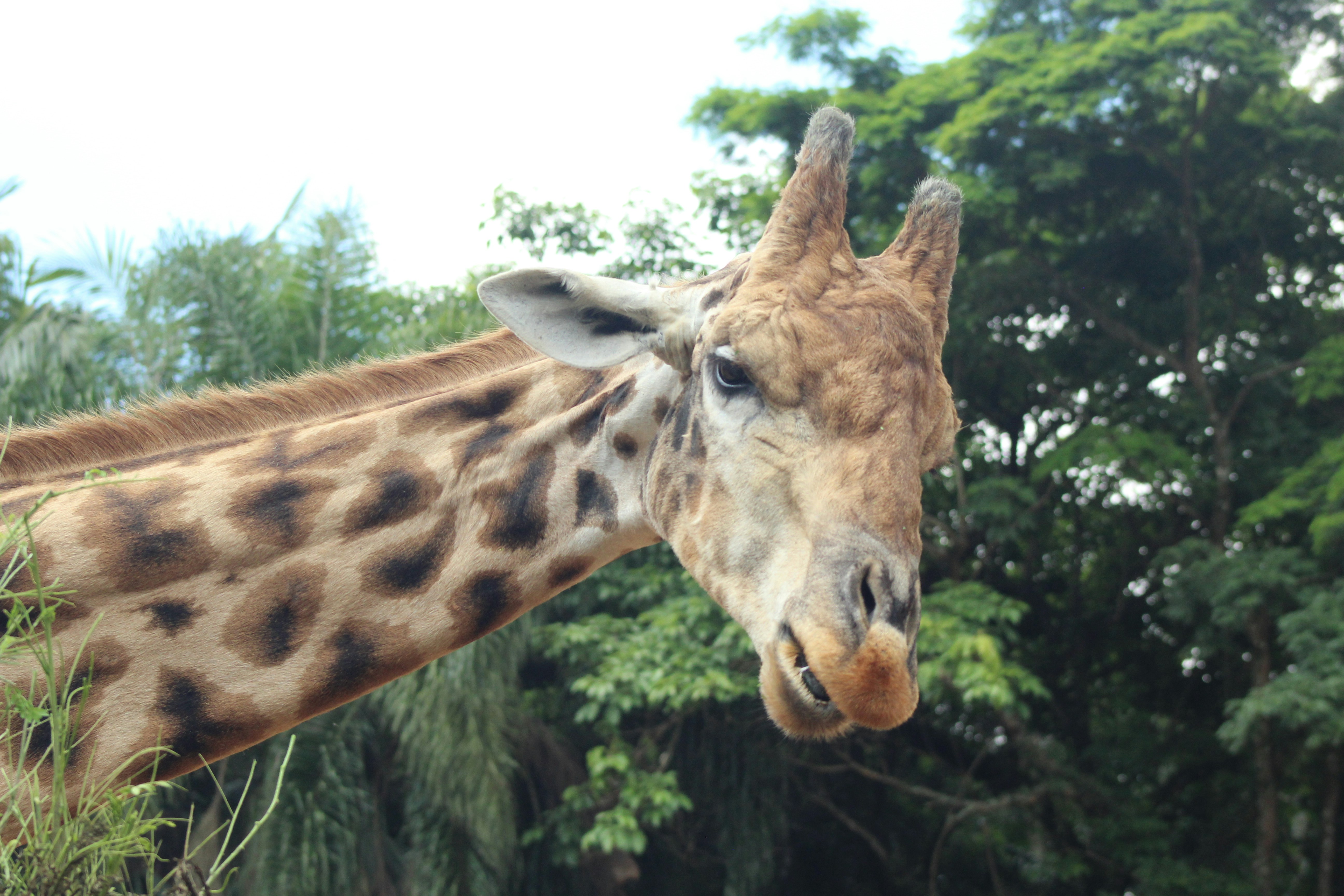 Giraffe in the wild
