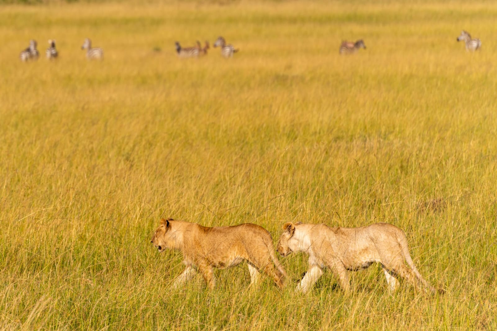 Lions resting