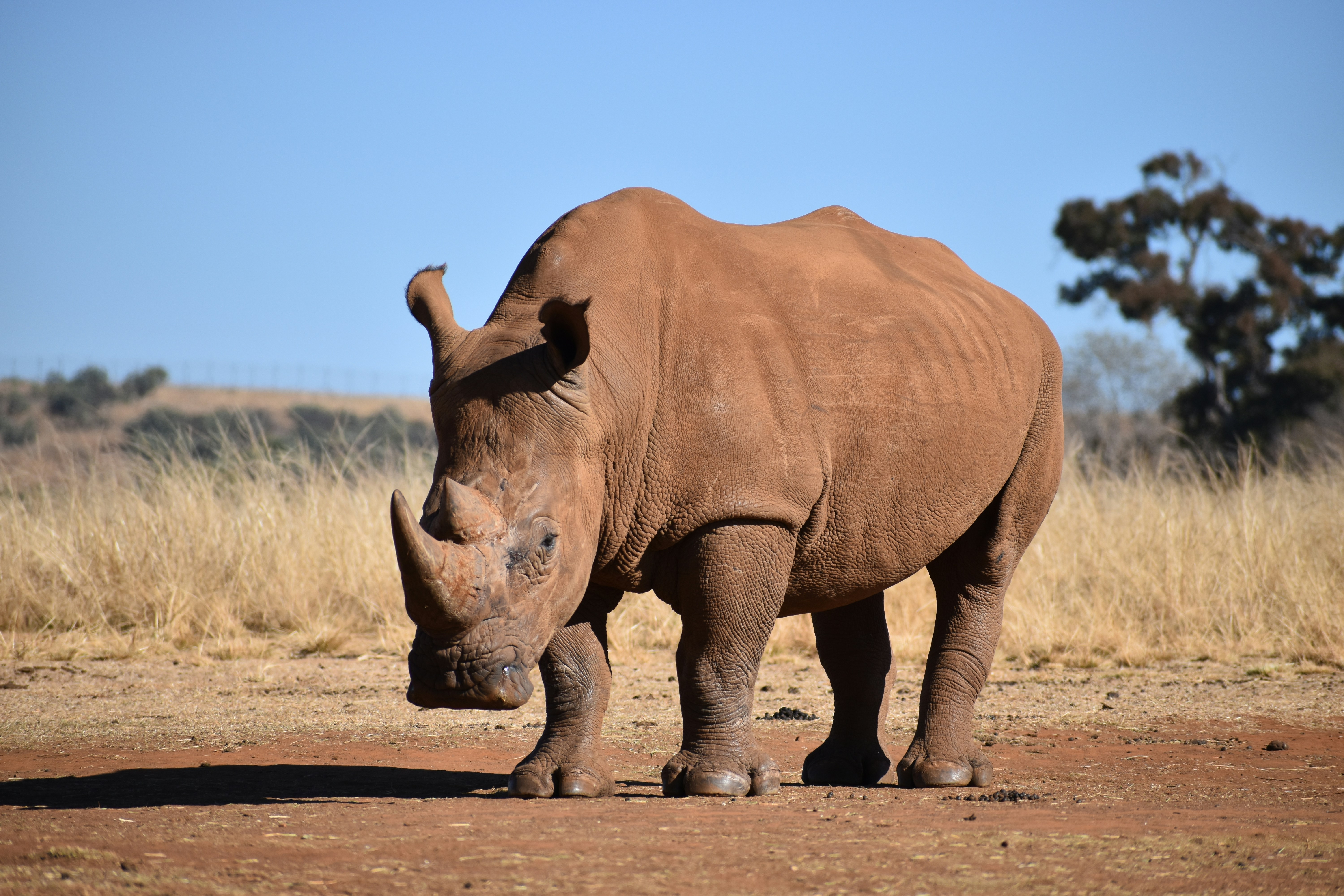 Rhino in the wild