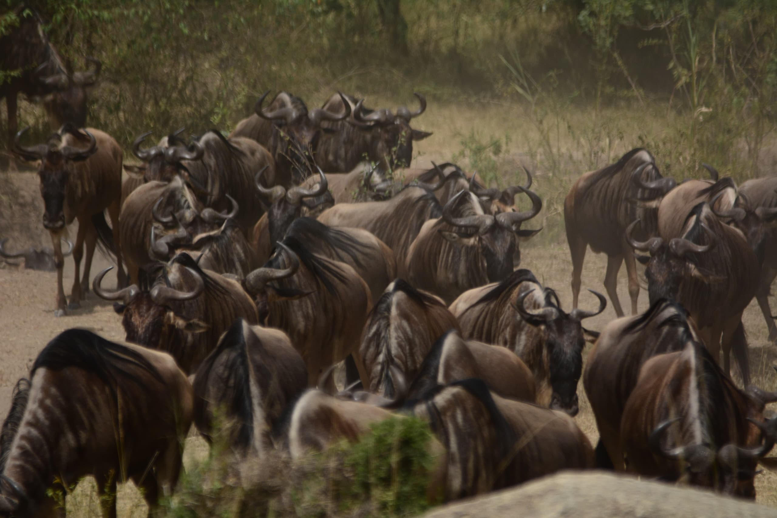 Wild buffalo
