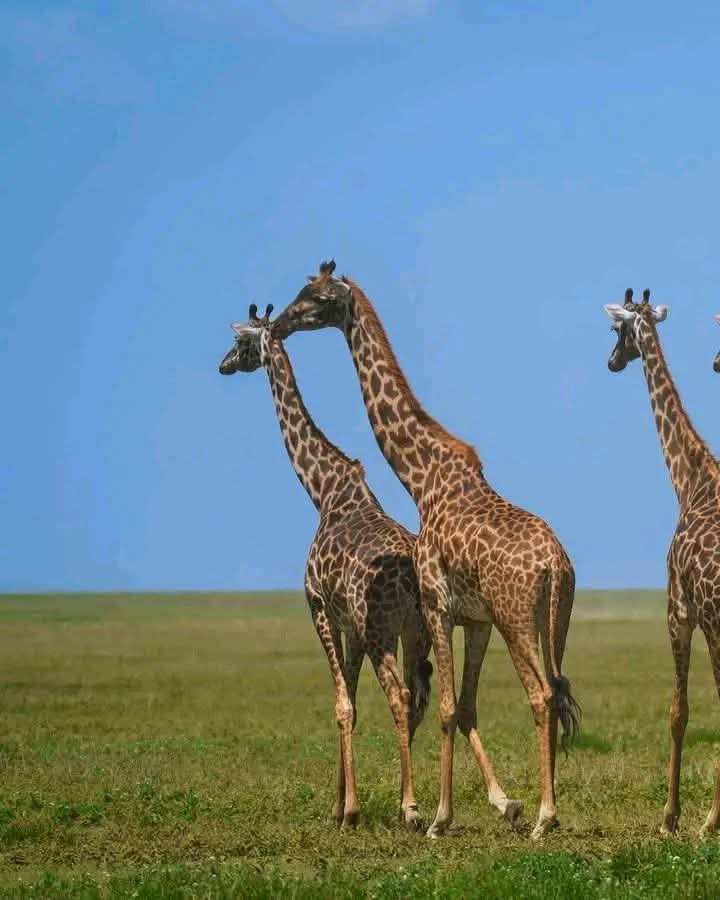 3 Days Naivasha & Masai Mara Budget Safari