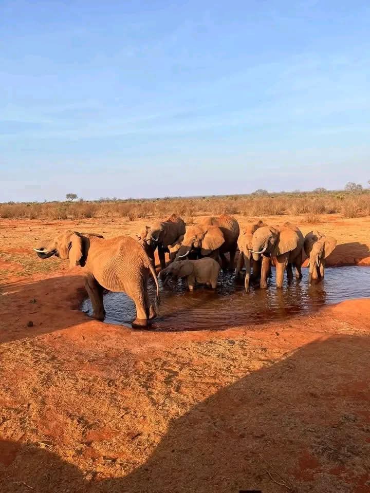 7 Days Masai Mara Nakuru Naivasha Amboseli Safari