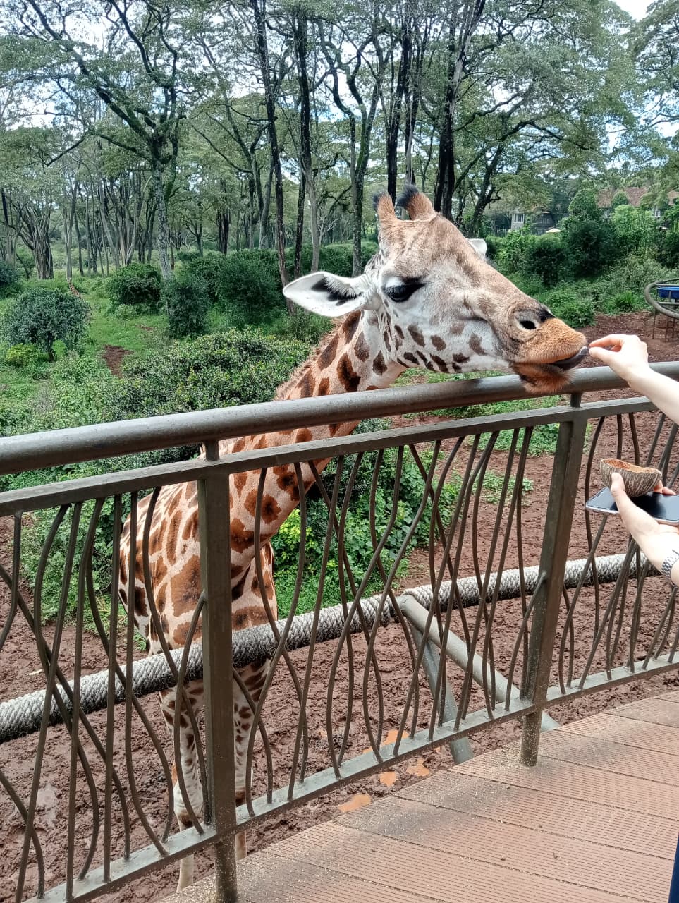 Nairobi National Park Day Trip