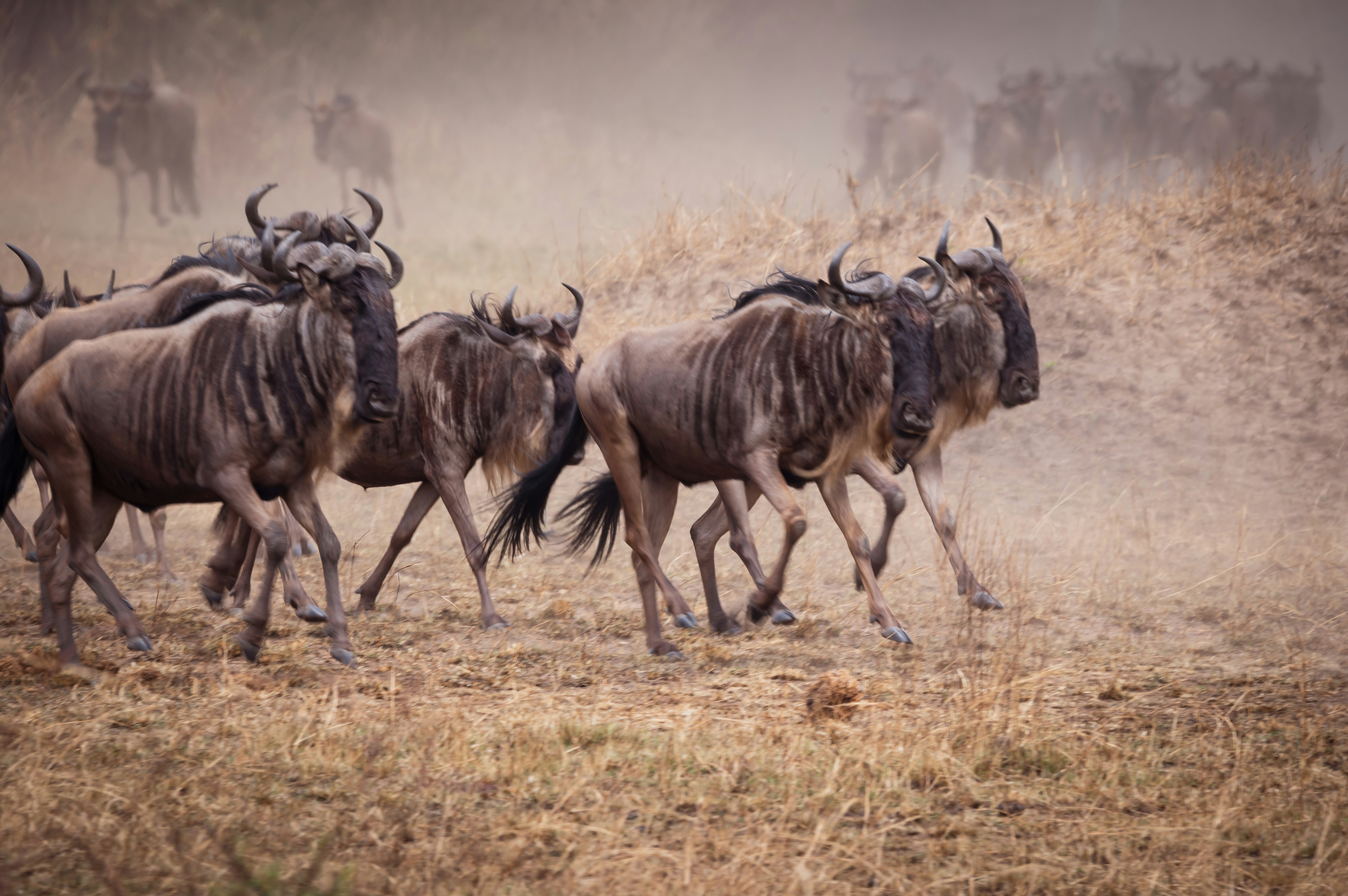 Wildbeest in Maasai Mara savannah